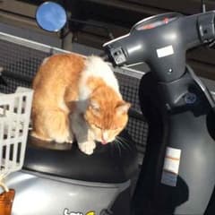 しん様専用のサムネイル
