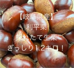 ②【数量限定】岐阜県産 生栗　【利平栗 ぎっしり1.2キロ】のサムネイル