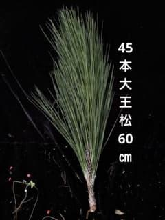 大王松 60㎝ 45 - メルカリ
