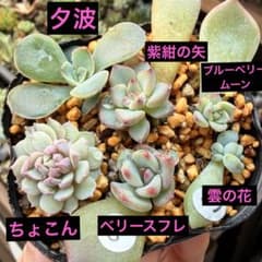 多肉植物　葉挿し全て発根済セット 多肉 おらいさん ミックスベリア 葉挿し 6種類セット 初心者 ちょこん