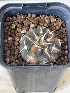 守殿玉錦　実生のサムネイル