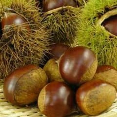 農家の裏庭の栗800g ☆無農薬のサムネイル