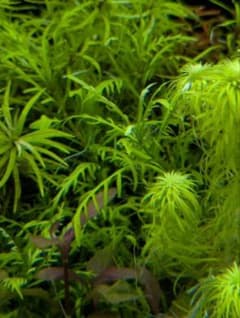 メルカリ便 ギニアンハイグロ水中葉1本 水草 ADA 水槽 - メルカリ