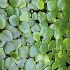 アマゾンフロッグビットのサムネイル