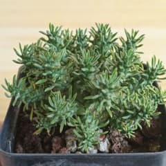 F791 ユーフォルビア デセプタ/Euphorbia decepta/実生大株 F791 ユーフォルビア デセプタ/Euphorbia decepta/実生大株 - メルカリ