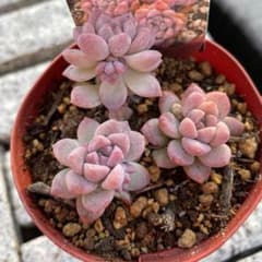 エケベリア 多肉植物 抜き苗のサムネイル