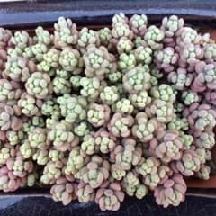 多肉植物 大型姫星美人 カット苗のサムネイル