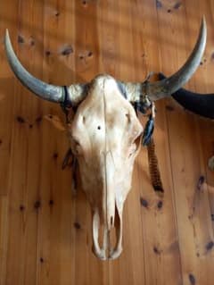 #バッファロースカル #牛頭骨 #オブジェ 牛骨 2個セット バッファロースカル #牛頭骨 #オブジェ 牛骨 2個セット - メルカリ