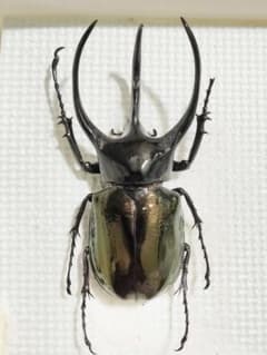 激レア　特大コーカサスオオカブト 標本 カブトムシ　値下げ 激レア】特大コーカサスオオカブト 128ミリ 死虫 標本