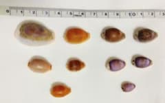 宝貝10個セットのサムネイル