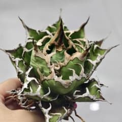 特選 アガベ チタノタ 海王　超絶狂棘極上株 激レア　鉢付き 特選 アガベ チタノタ 海王 超絶狂棘極上株 激レア 鉢付き 特選