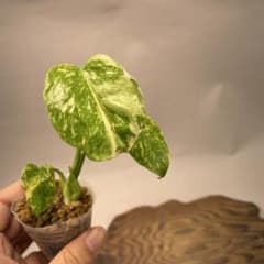 L044品種保証！モンステラ・エレクトロライト 斑入りElectro Light