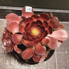 28#多肉植物アエオニウム錦❤️ ハロウィンイ黒魔 ❤️10頭20cm拔き苗