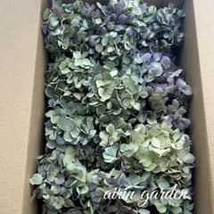 北海道産 秋色紫陽花 あじさいドライフラワー Q⑨ 60サイズ発送 - メルカリ