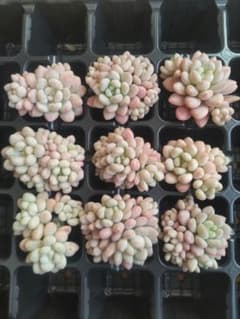多肉植物 ロココ 群生 9苗セットのサムネイル