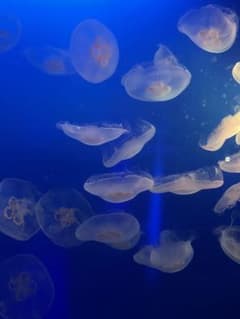 セリーナ様専用のサムネイル