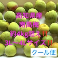 24時間以内発送】高知県産 無農薬 南高梅 約4kg超3~4Lサイズ クール便