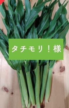 タチモリ！様　八ヶ岳産　農薬不使用　ペット用葉付き！ヤングコーン 30本のサムネイル