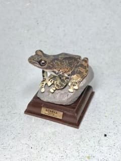 日本のカエル カジカガエルのサムネイル
