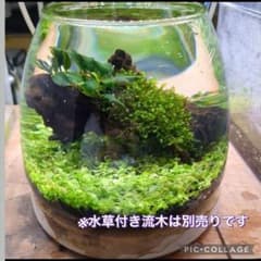 【メルカリ便】ニューラージパールグラス付きガラス鉢 メルカリ便】ニューラージパールグラス付きガラス鉢 - メルカリ