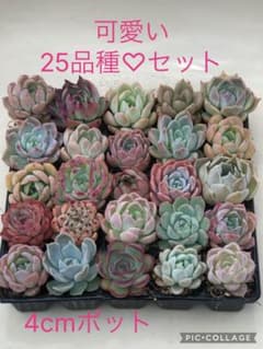 多肉植物 可愛い25品種♡小苗セット⑬ 多肉植物 可愛い25品種♡小苗セット⑫ - メルカリ
