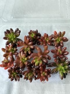 다육 식물 무지개 구슬 컷 모종