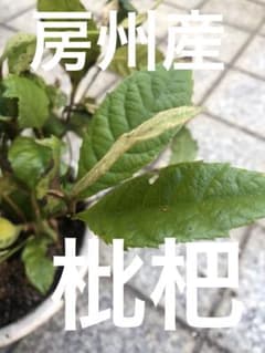 枇杷の苗★無農薬★千葉県産のサムネイル