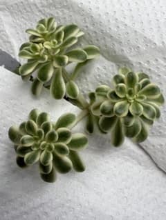 多肉植物 セダム 斑入り浜万年草 浜万年草錦 カット苗 A - メルカリ
