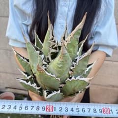 737 アガベ チタノタ「海王」特選株 強棘 上質仕上げ - メルカリ