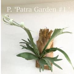 P. 'Patra Garden #1 ' ビカクシダ コウモリラン パタイチ - メルカリ
