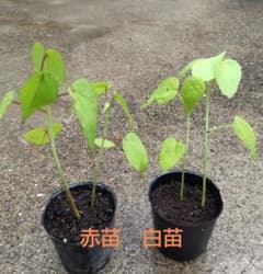 メルカリ便発送 モミジアオイ赤白苗各2苗 オマケ1苗のサムネイル