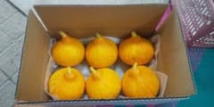 コリンキー カボチャ 長野県産のサムネイル