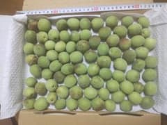 無農薬 愛知県産 佐布里梅(青梅) 1ｋｇ 産地直送　サイズ不揃い 0606Bのサムネイル