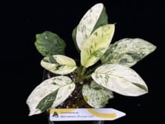 LA便 斑入りホマロメナ Homalomena sp.Riau sumatera - メルカリ