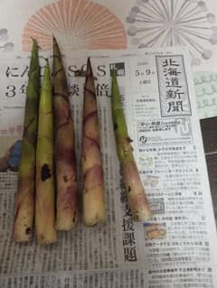 今年も始まりました　本日採れたて　北海道登別産　新鮮 ヒメタケ　姫竹のサムネイル