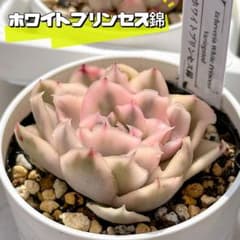 多肉植物　ホワイトプリンス錦 m61312670143_1.jpg?1743775474