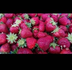 希少真紅の美果 冷凍イチゴ 1キロ 送料込み価格 残留農薬不検出 - メルカリ