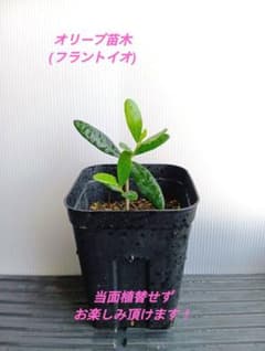 オリーブ苗木 【品種:フラントイオ】② プレステラ鉢のまま発送のサムネイル