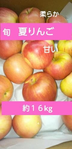 特価☆9/2 新鮮 今が旬の夏りんご 規格外品　約１６kgのサムネイル
