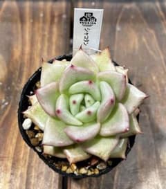 優木園　シャコタン② 多肉植物　抜き苗のサムネイル