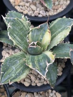 アガベ チタノタ 白鯨縞斑錦 - メルカリ