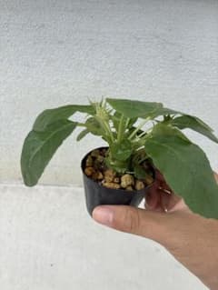 ドルステニア　フォエチダ　実生のサムネイル