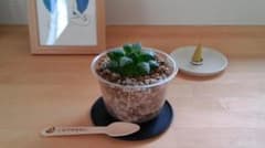 【名入りスプーン付き】ハオルチア・氷の世界 スイーツ植えのサムネイル