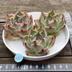 SALE❗️021多肉植物　ブルードラゴンhyb カット苗　寄せ植え　3苗セット❣️のサムネイル
