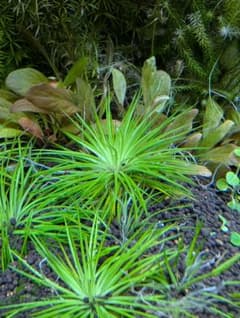 メルカリ便 ホシクサ ポラリス水中葉大株1株 水草 ADA 水槽 - メルカリ