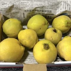マルメロのサムネイル