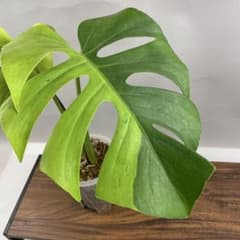 モンステラ ライトライム Monstera Light Lime 大株 希少 モンステラ ライムライト - thebasements.com