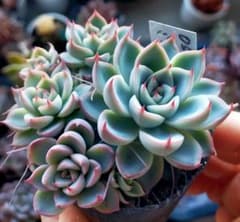 ミステリアスグラス ミックスベリア おらいさん 土付き発送 多肉