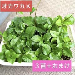 おかわかめ 3苗 おまけ付き - メルカリ