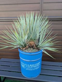 【AL1174】ユッカ　ロストラータ　トリプルヘッド AL1193】ユッカ ロストラータ トリプルヘッド - メルカリ